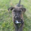 Photo of Scoobs 10 Week Old Staffy X