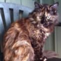 Photo of "Lacey" Purrfect Match
