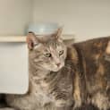 Photo of Plum