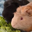 Photo of Mc Nugget And Mc Nigget