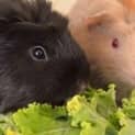Photo of Mc Nugget And Mc Nigget