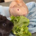 Photo of Mc Nugget And Mc Nigget