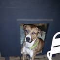 Photo of Cosmo