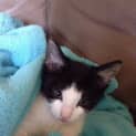 Photo of Orca & Oreo (Located In Bundoora)