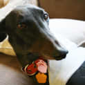 Photo of “Ella”, Pure Devotion & Cat Friendly, Brisbane