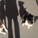 Photo of Hendrix Adoption Pending