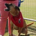 Photo of Molly Brown (At Rspca Big Adopt Day Sept 19 Bris)