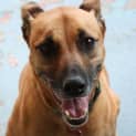 Photo of Molly Brown (At Rspca Big Adopt Day Sept 19 Bris)
