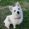 Photo of Teddy Girl *On Trial In Her New Home*