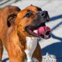 Photo of Honey Bear