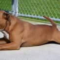 Photo of Chunky