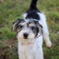 Photo of Frankie   Adoption Pending