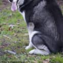Photo of Denali
