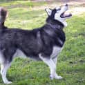 Photo of Denali