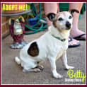 Photo of Betty ~ Senior Foxy (17/10/16 Adopted By Carer)