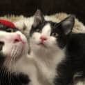 Photo of Mario (Meet Me At Vets On Parker Templestowe)