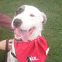Photo of Lexi (At Rspca Big Adopt Day Sept 19 Brisbane)