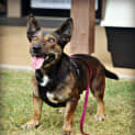 Photo of Chica (Adoption Pending)