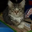 Photo of Miss Prissy