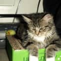 Photo of Miss Prissy