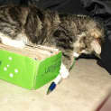 Photo of Miss Prissy