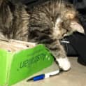 Photo of Miss Prissy