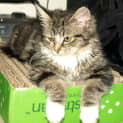 Photo of Miss Prissy