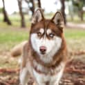 Photo of Simba