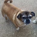 Photo of Toby *On Trial In His New Home*