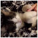 Photo of Giggles (Bn C292)