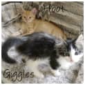 Photo of Giggles (Bn C292)