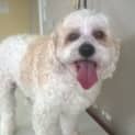 Photo of Hunter