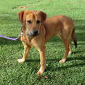 Photo of Scout *On Trial In Her New Home*