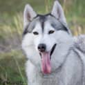Photo of Sasha