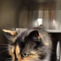 Photo of Opal **Gorgeous Senior Companion**