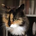 Photo of Opal **Gorgeous Senior Companion**