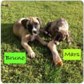 Photo of Bruno Adoption Pending
