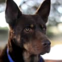 Photo of Ace