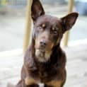 Photo of Ace