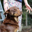 Photo of Ace
