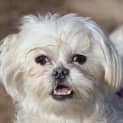 Photo of Fluer