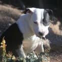 Photo of Georgie