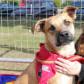 Photo of Aston (At Rspca Big Adopt Day Sept 19 Brisbane)