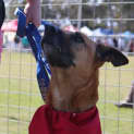 Photo of Molly Brown (At Rspca Big Adopt Day Sept 19 Bris)