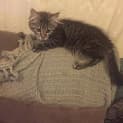 Photo of Scamp