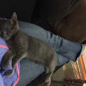Photo of Pepper