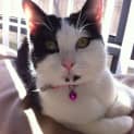 Photo of Callie   Adoption Pending