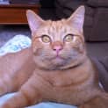 Photo of Rossi