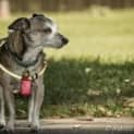 Photo of Cheeko
