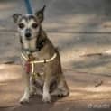 Photo of Cheeko
